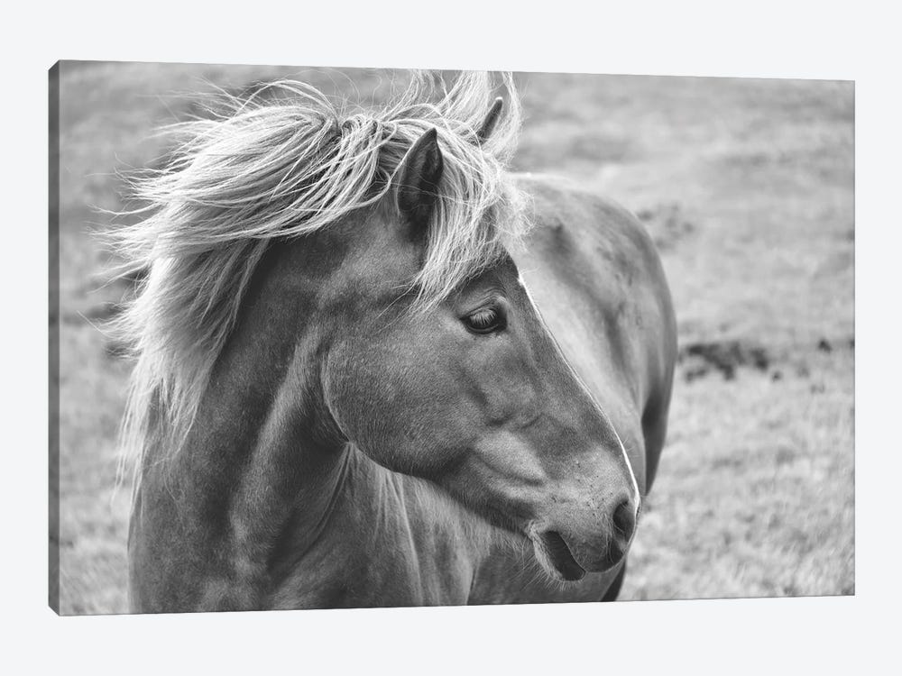 Icleandic Pony In Black And White by MScottPhotography 1-piece Art Print