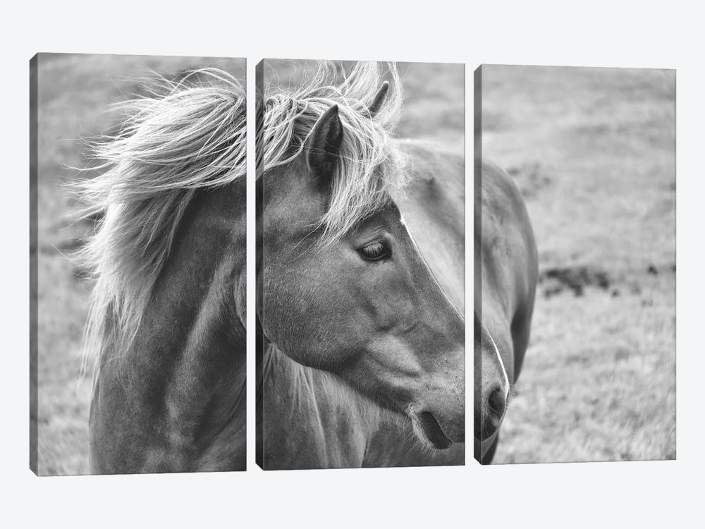 Icleandic Pony In Black And White by MScottPhotography 3-piece Canvas Art Print