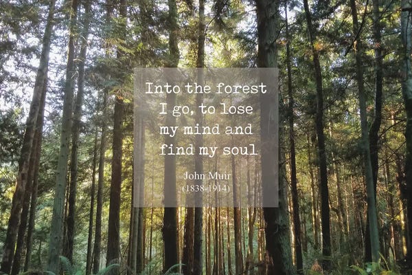 MScottPhotography: Into The Forest by MScottPhotography