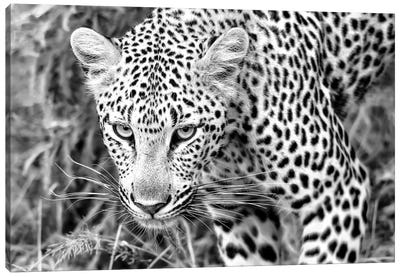 Leopard Close Up In Black And White Canvas Art Print - Leopard Art