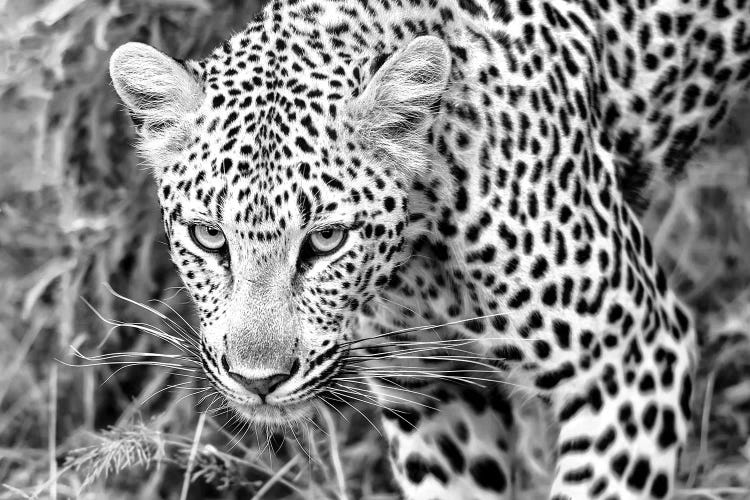 Leopard Close Up In Black And White