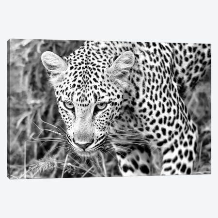 Leopard Close Up In Black And White Canvas Print #MPH72} by MScottPhotography Canvas Wall Art