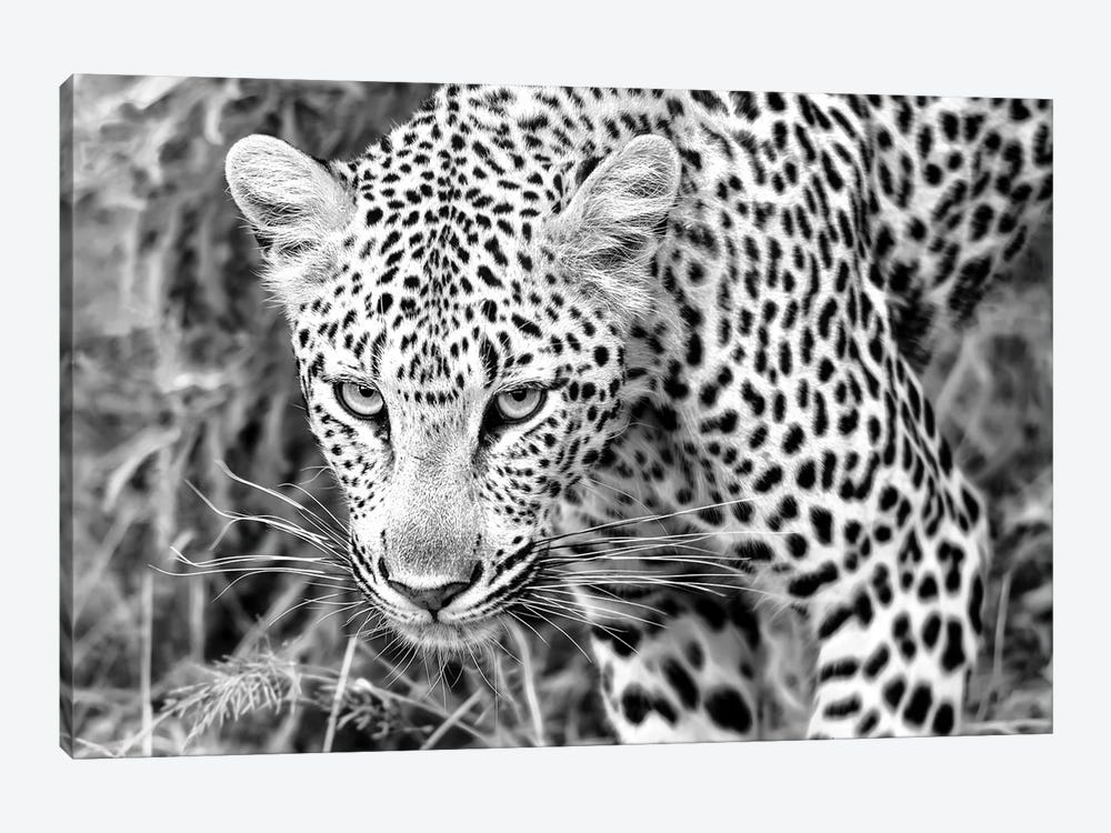 Leopard Close Up In Black And White by MScottPhotography 1-piece Art Print