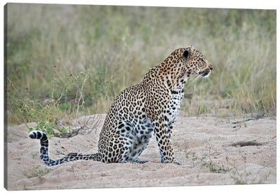 Leopard Canvas Art Print - Leopard Art