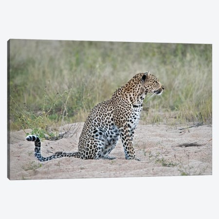 Leopard Canvas Print #MPH73} by MScottPhotography Canvas Wall Art
