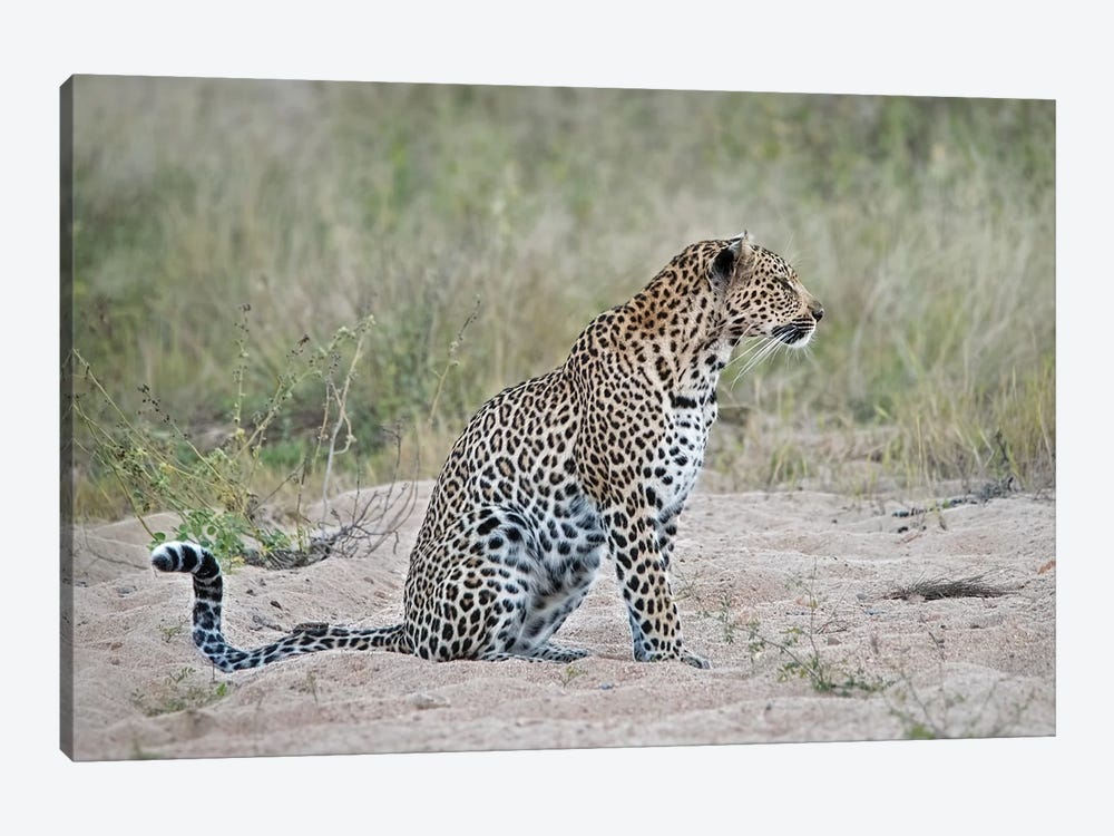 Leopard by MScottPhotography 1-piece Canvas Artwork