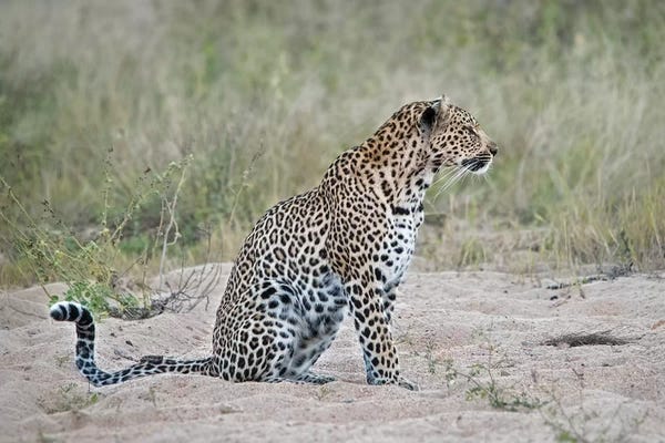 MScottPhotography: Leopard by MScottPhotography