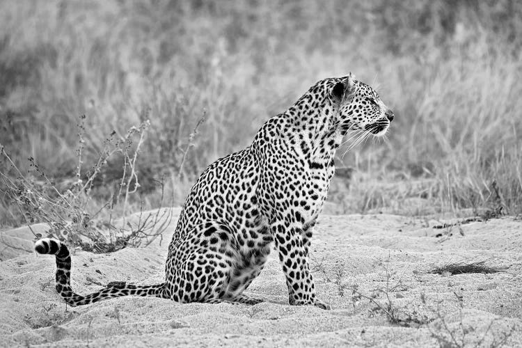 Leopard In Black And White