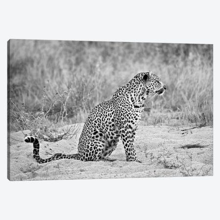 Leopard In Black And White Canvas Print #MPH74} by MScottPhotography Canvas Print