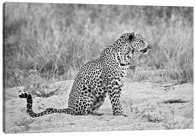 Leopard In Black And White Canvas Art Print - MScottPhotography
