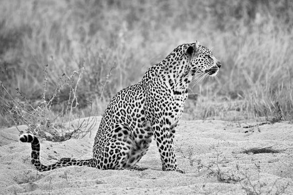 MScottPhotography: Leopard In Black And White by MScottPhotography