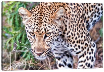 Leopard Close Up Canvas Art Print - Leopard Art