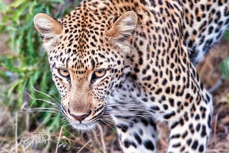 Leopard Close Up