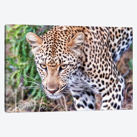 Leopard Close Up Canvas Print #MPH75} by MScottPhotography Art Print