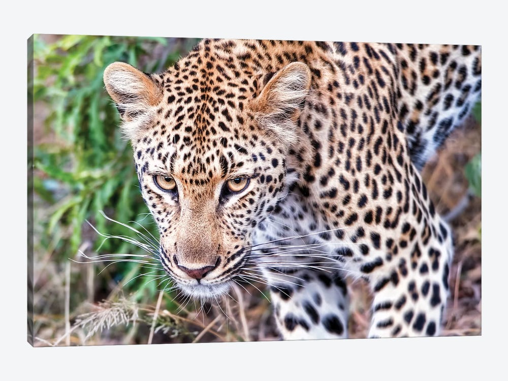 Leopard Close Up by MScottPhotography 1-piece Canvas Artwork