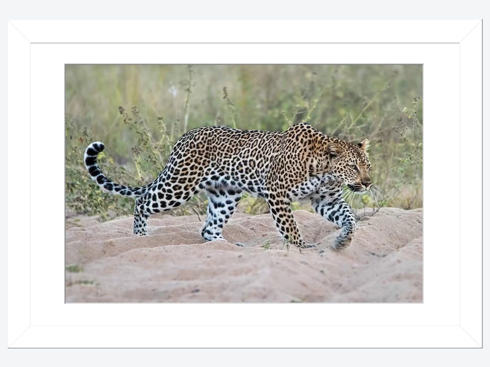 | Canvas by MScottPhotography Walking Leopard Art Wall iCanvas