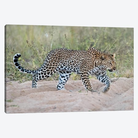 Leopard Walking Canvas Print #MPH76} by MScottPhotography Art Print