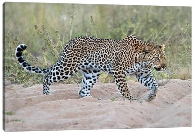 Leopard Walking Canvas Art Print - MScottPhotography
