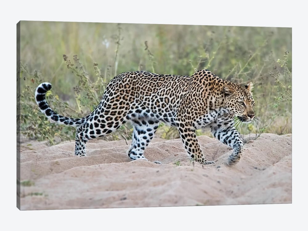 Leopard Walking by MScottPhotography 1-piece Art Print
