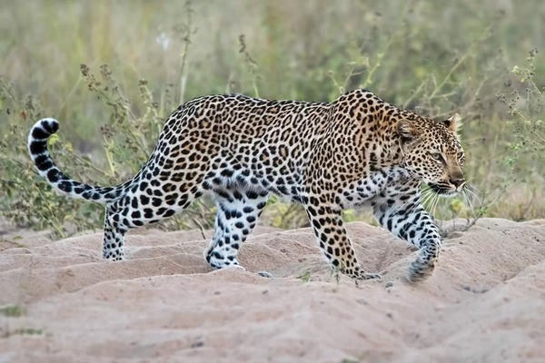MScottPhotography: Leopard Walking by MScottPhotography