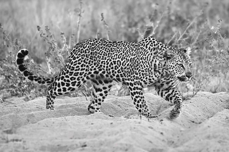 Leopard Walking In Black And White