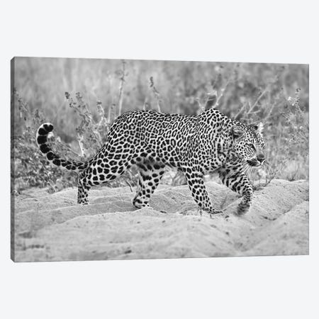 Leopard Walking In Black And White Canvas Print #MPH77} by MScottPhotography Art Print