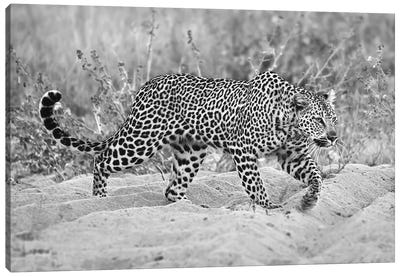 Leopard Walking In Black And White Canvas Art Print - Leopard Art