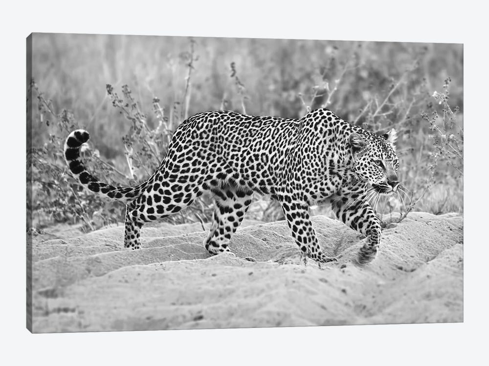 Leopard Walking In Black And White by MScottPhotography 1-piece Canvas Wall Art