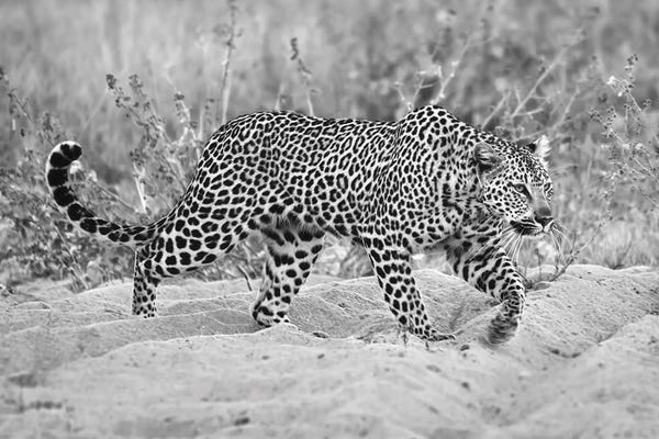 MScottPhotography: Leopard Walking In Black And White by MScottPhotography