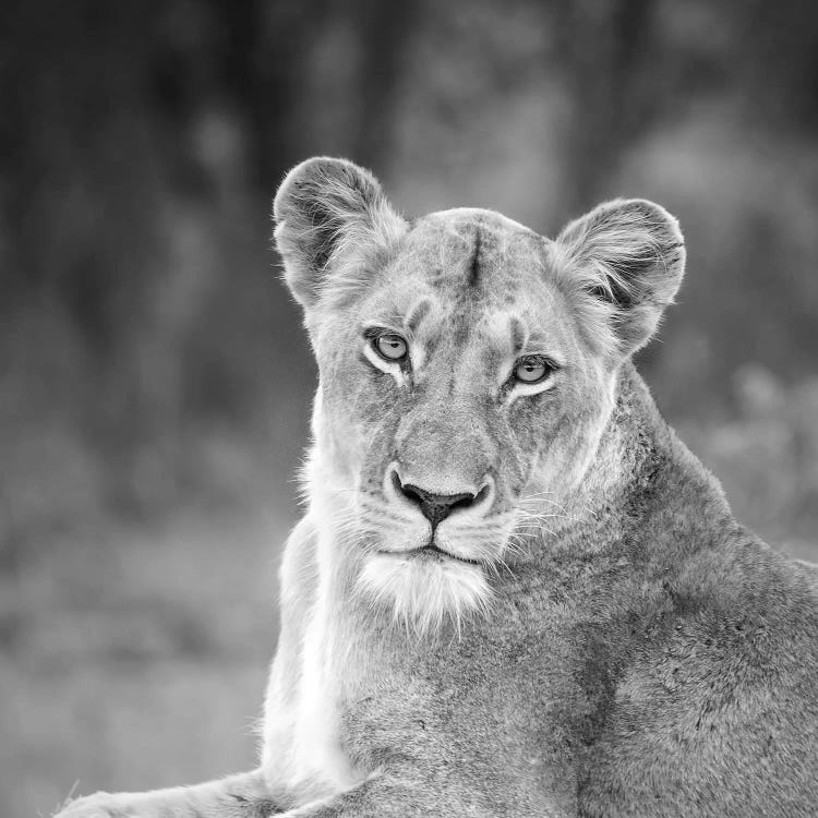 Lioness In Black And White