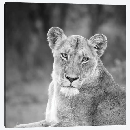 Lioness In Black And White Canvas Print #MPH79} by MScottPhotography Canvas Art