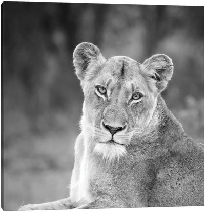 Lioness In Black And White Canvas Art Print - MScottPhotography