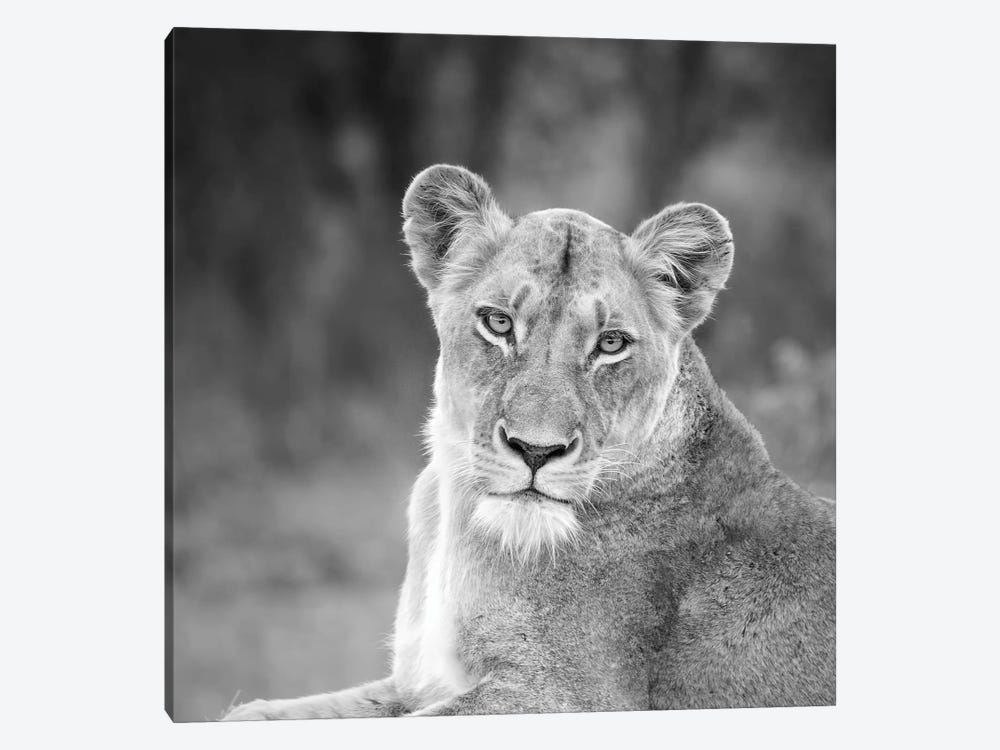 Lioness In Black And White by MScottPhotography 1-piece Canvas Artwork