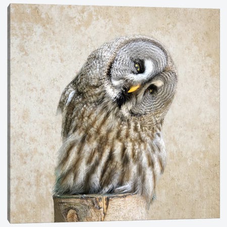 Barred Owl Canvas Print #MPH7} by MScottPhotography Canvas Print