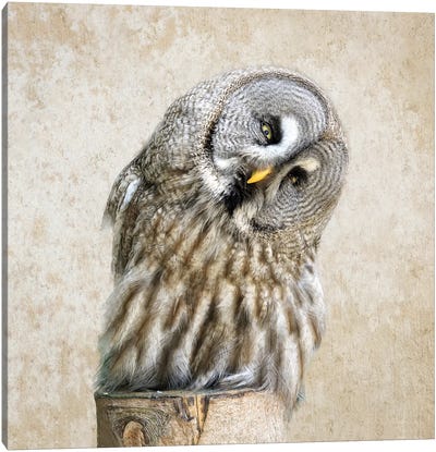 Barred Owl Canvas Art Print - MScottPhotography