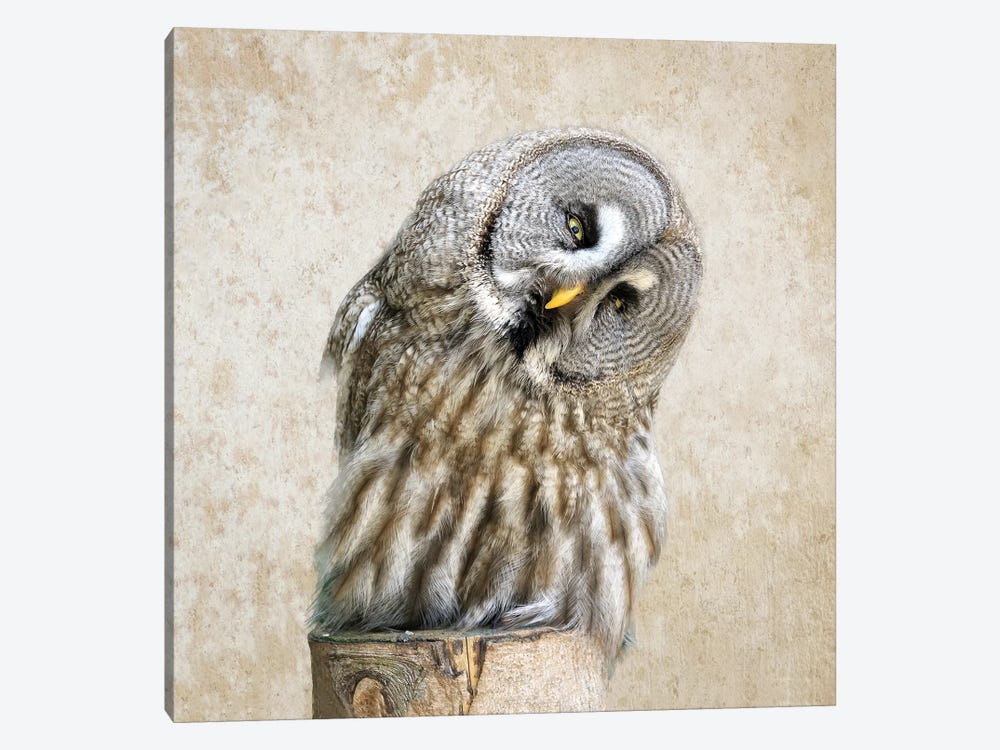 Barred Owl by MScottPhotography 1-piece Canvas Art