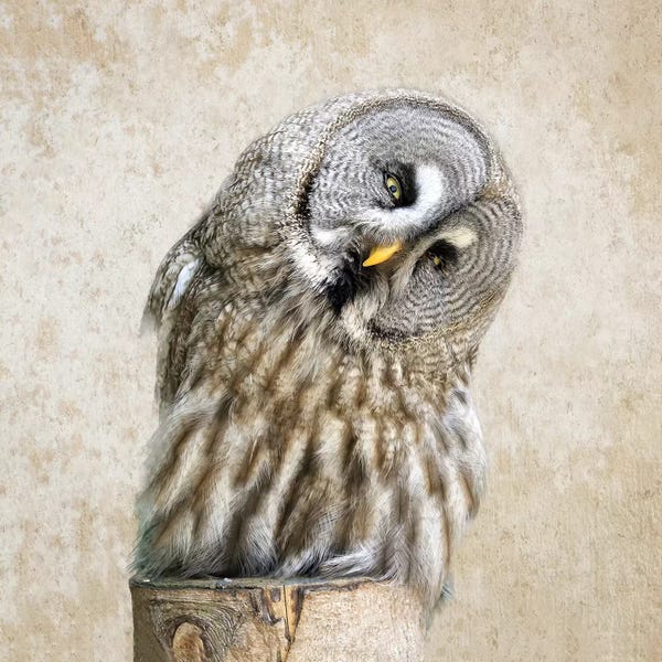 MScottPhotography: Barred Owl by MScottPhotography