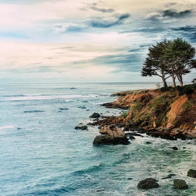Lone Pine by MScottPhotography canvas print