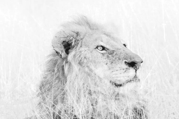 Male Lion High Key by MScottPhotography wall art