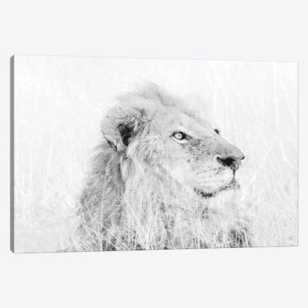 Male Lion High Key Canvas Print #MPH82} by MScottPhotography Canvas Print