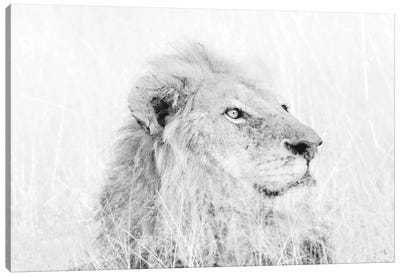 Male Lion High Key Canvas Art Print - MScottPhotography