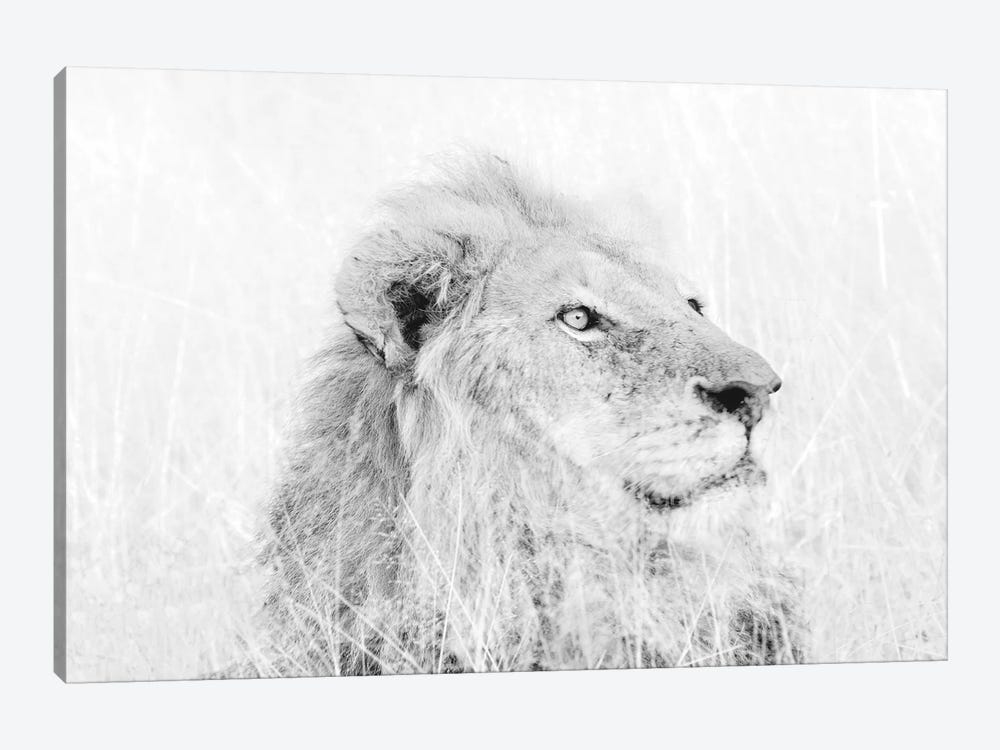 Male Lion High Key by MScottPhotography 1-piece Canvas Art