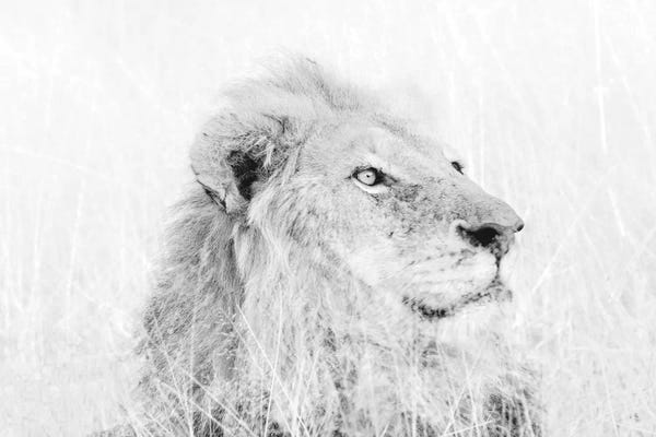 MScottPhotography: Male Lion High Key by MScottPhotography