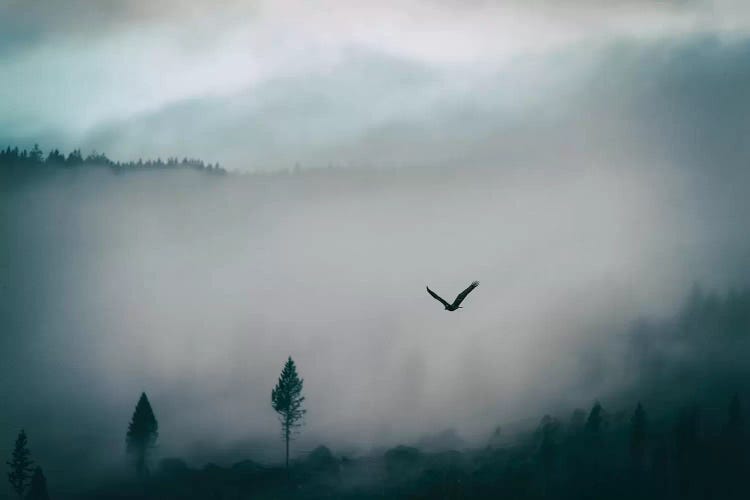 Misty by MScottPhotography wall art