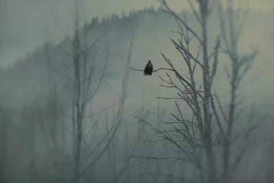 Mystery by MScottPhotography canvas print