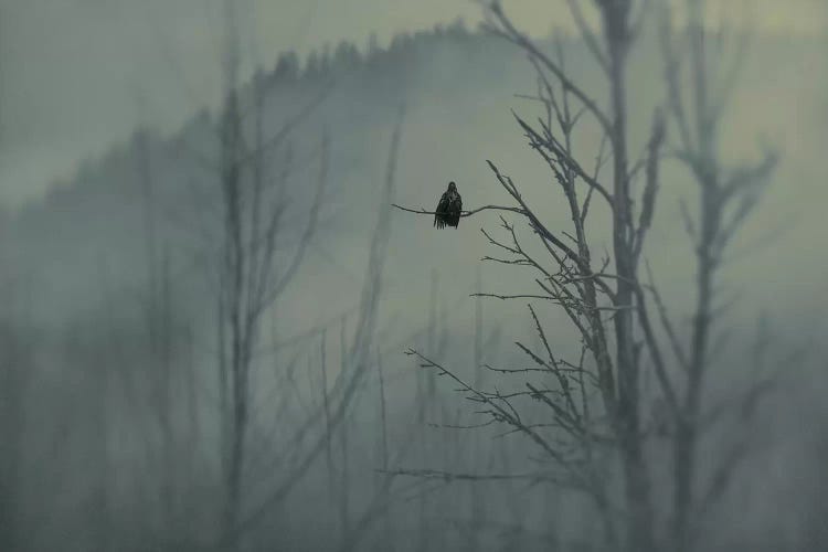 Mystery