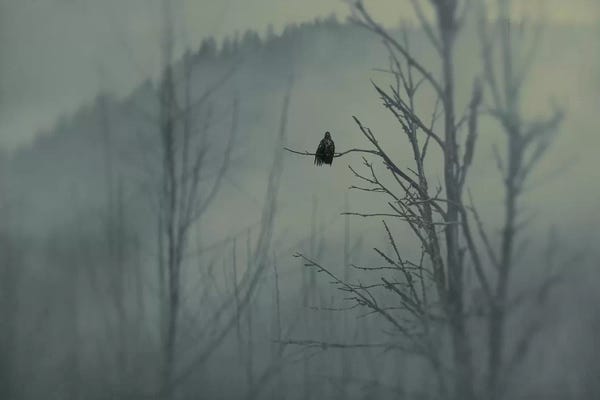 MScottPhotography: Mystery by MScottPhotography