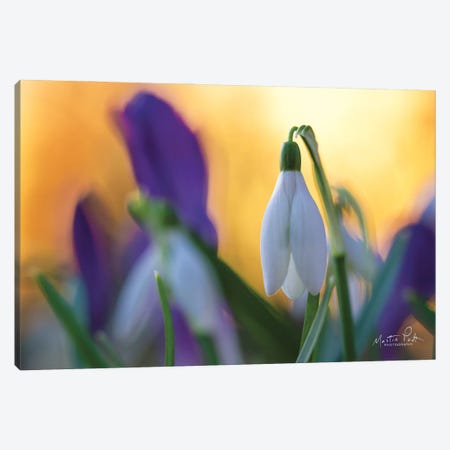 Snowdrop at Sunset Canvas Print #MPO101} by Martin Podt Canvas Artwork