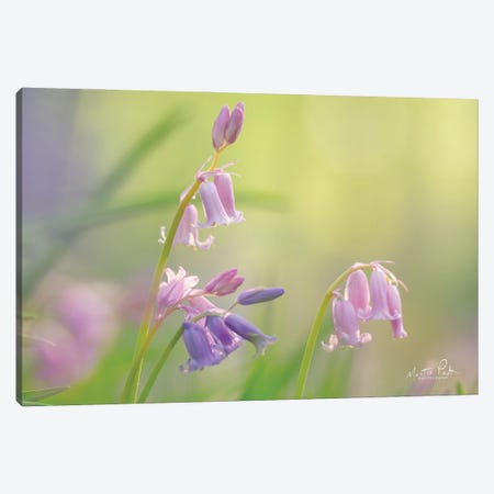 Bluebell I Canvas Print #MPO108} by Martin Podt Canvas Wall Art