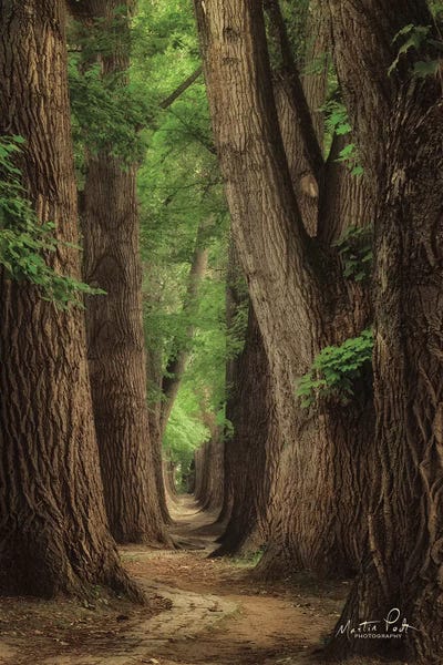 Martin Podt: Roads were Made for Journeys by Martin Podt